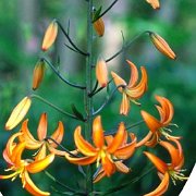 Orange Marmalade - inflorescence